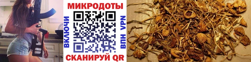 Галлюциногенные грибы Psilocybe  Камешково 